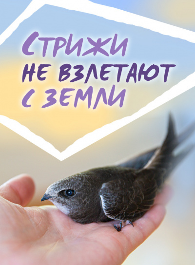 Слушайте бесплатные аудиокниги на русском языке | Audiobukva.ru Стахеев Сергей - Стрижи не взлетают с земли Слушайте бесплатные аудиокниги на русском языке | Audiobukva.ru Стахеев Сергей - Стрижи не взлетают с земли