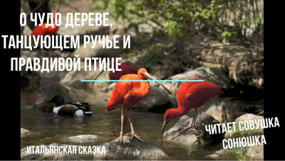 Аудиокнига О чудо дереве, танцующем ручье и правдивой птице