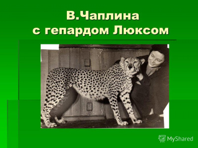 Слушайте бесплатные аудиокниги на русском языке | Audiobukva.ru | Чаплина Вера - Память зверя